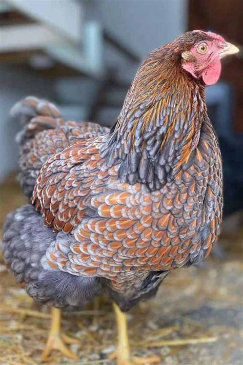 blue laced golden wyandotte|More.